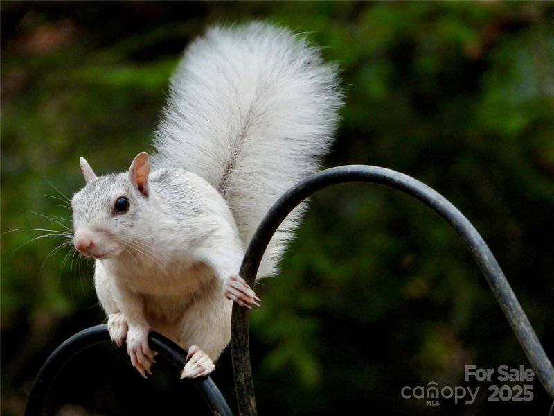 Property image 3 of 95 Ridgewood Place in Illahee Hills, Brevard, NC 28712