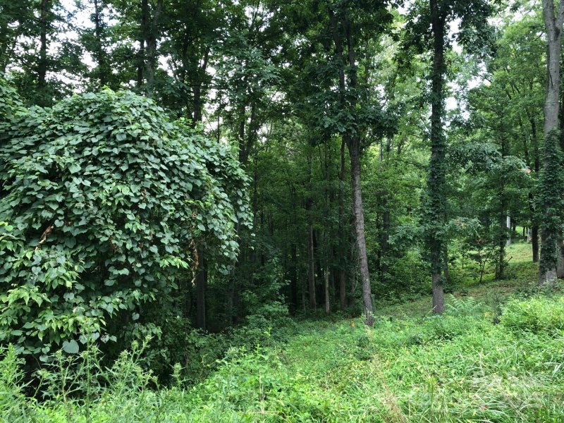 Property image 2 of 45 Sweet Fern Parkway in Olivette, Asheville, NC 28804