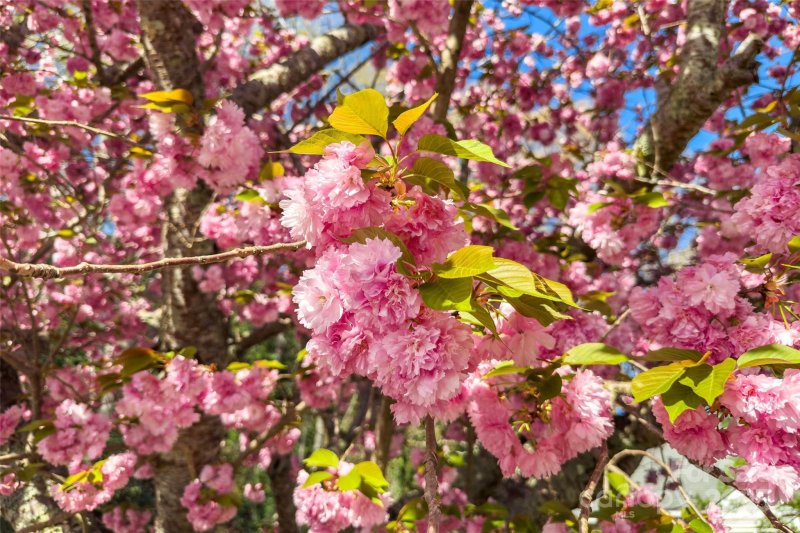 Property image 5 of 2 Llama Vista Court in Llama Vista, Black Mountain, NC 28711