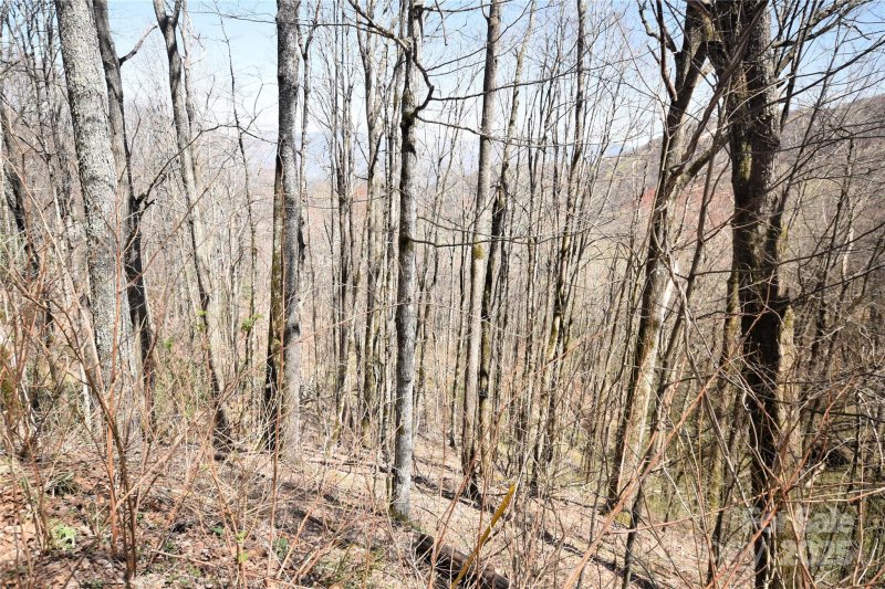 Property image 5 of 000 Big Laurel Road in Big Laurel Inc, Waynesville, NC 28785