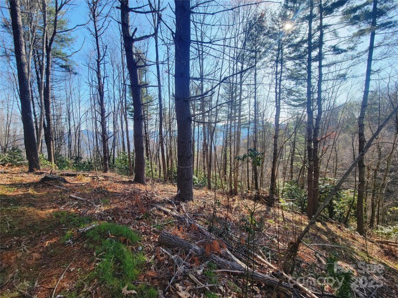 111 Digging Seng Trail