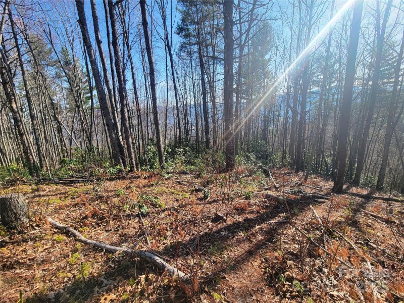 Property image 5 of 111 Digging Seng Trail in Preserve at Chestnut Flats, Waynesville, NC 28785