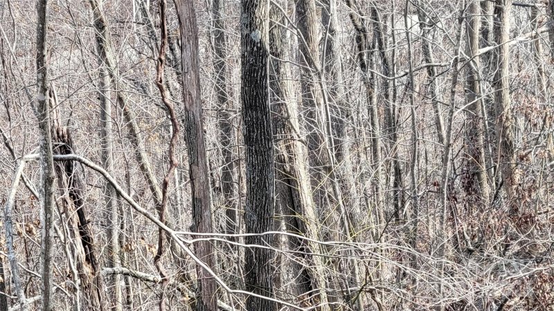 Property image 5 at 000 Joslin Lane, Burnsville, NC 28714