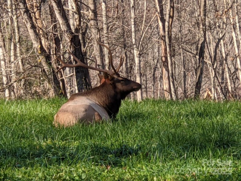 Property image 5 of 1426 Setzer Cove Road in Valley Vista, Maggie Valley, NC 28751