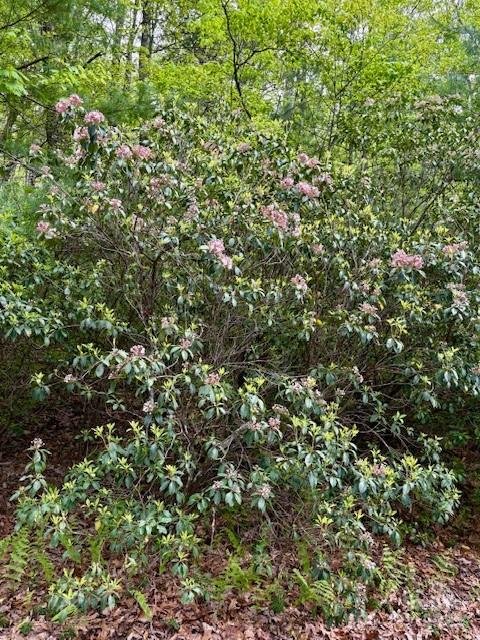 Property image 4 of Fr 16 Opossum Path in Sherwood Forest, Brevard, NC 28712