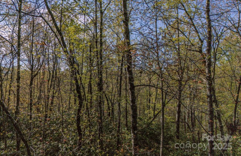 Property image 3 of Tbd Juniper Lane in Sequoyah Woods, Brevard, NC 28712