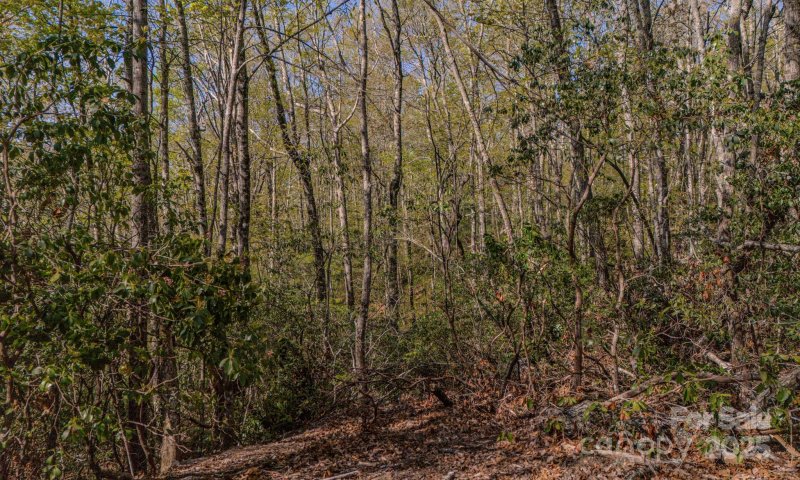 Property image 4 of Tbd Juniper Lane in Sequoyah Woods, Brevard, NC 28712