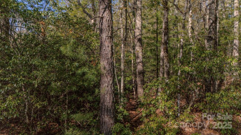 Property image 5 of Tbd Juniper Lane in Sequoyah Woods, Brevard, NC 28712