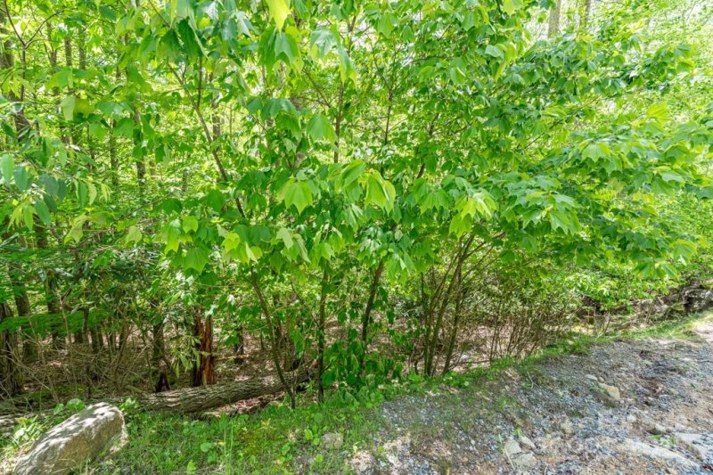 Property image 5 of 301 Jackpine Road in Westridge, Beech Mountain, NC 28604