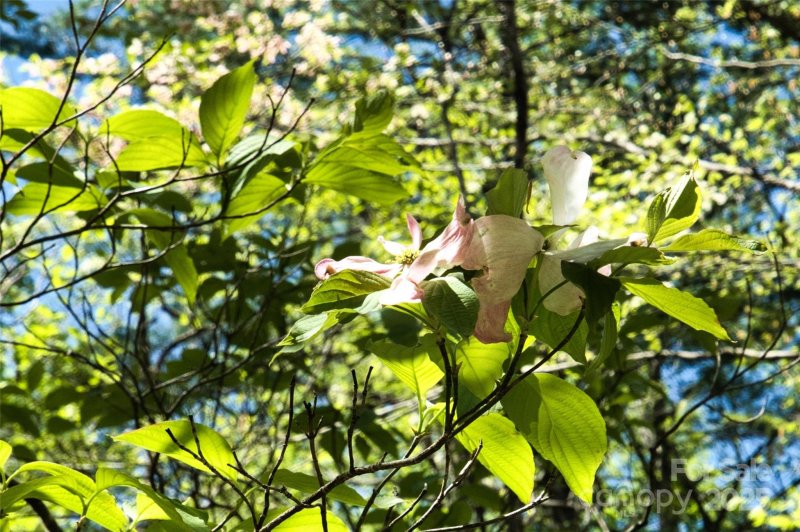 Property image 5 of 99999 Anderson Cove Road in Wildcat Knob, Barnardsville, NC 28709