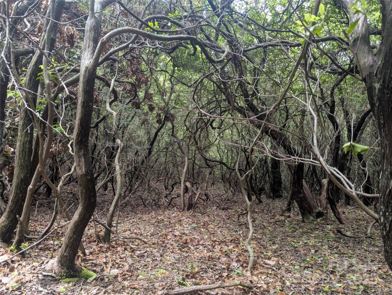 Property image 3 of 99999 Prospectors Trail in Treehaven, Black Mountain, NC 28711