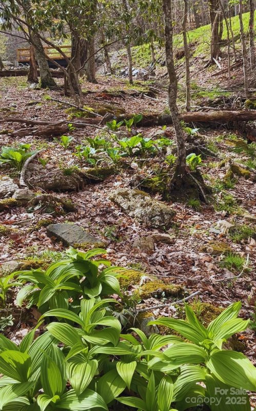 Property image 2 of Lot 38 Poplar Forest Drive in Poplar forest, Boone, NC 28607