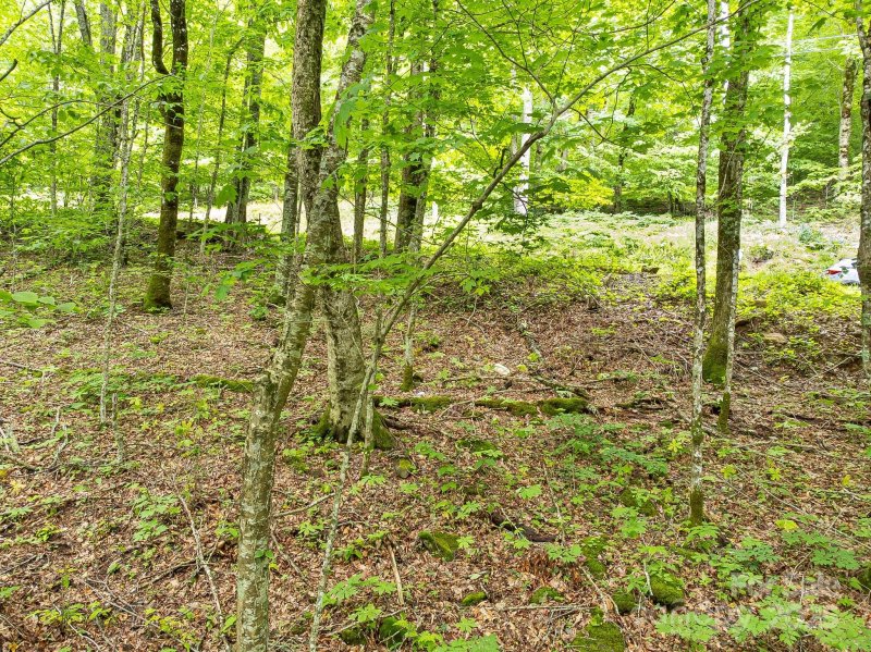 Property image 2 of 65 Bee Tree Lane in Wolf Laurel, Mars Hill, NC 28754