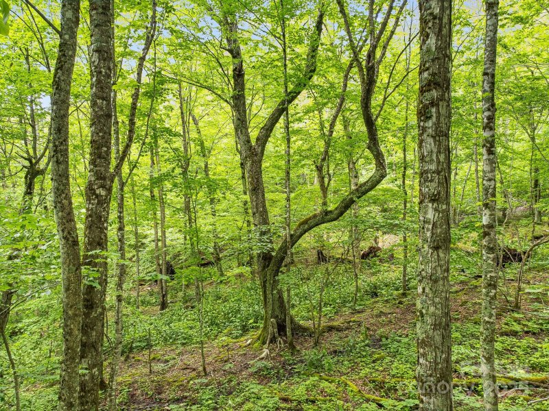 Property image 3 of 65 Bee Tree Lane in Wolf Laurel, Mars Hill, NC 28754