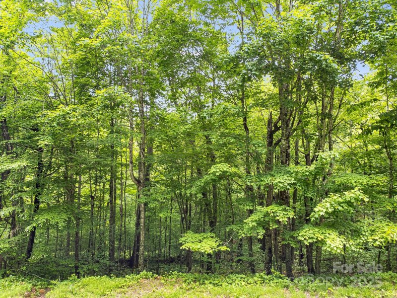 Property image 4 of 65 Bee Tree Lane in Wolf Laurel, Mars Hill, NC 28754