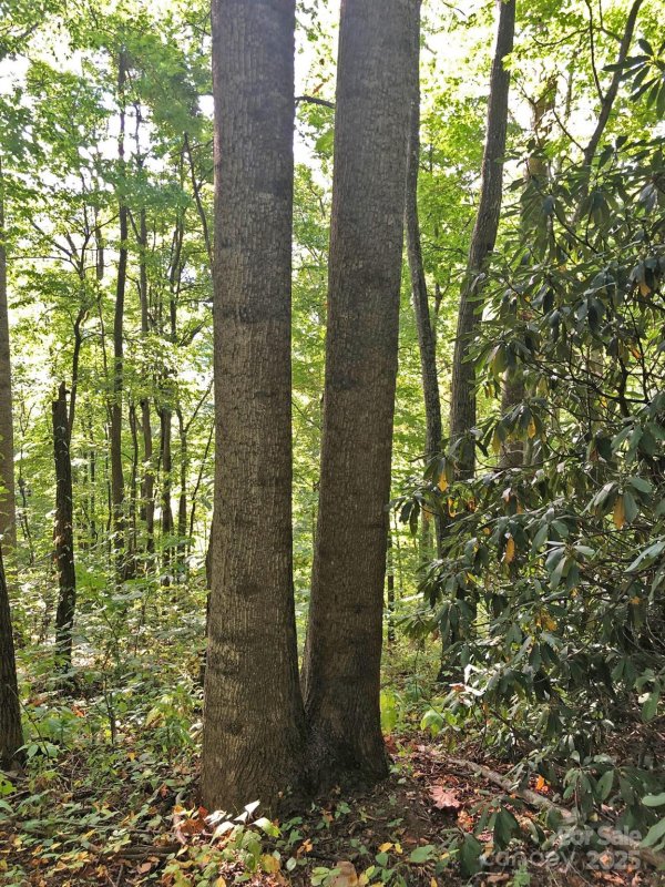 Property image 2 of 112 113 Grouse Road in Quail Cove, Clyde, NC 28721