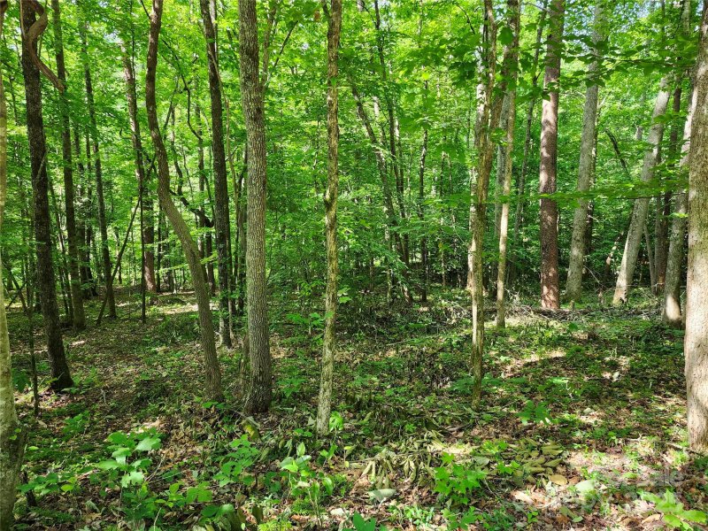 Property image 3 at 0000 Hayes Road, Columbus, NC 28722