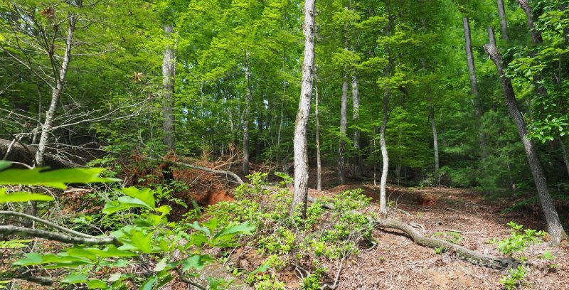 Property image 4 at 00 Justice Drive, Lake Lure, NC 28746