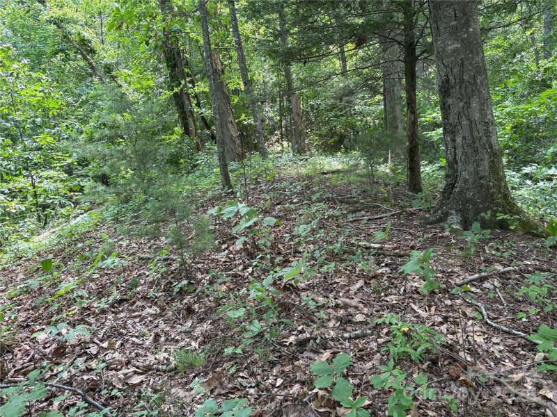 Property image 5 of 00 Early Frost Place in Preserve At Chestnut Flats, Waynesville, NC 28785