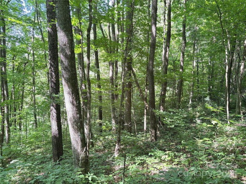 Property image 3 of 00 Slippery Rock Road in Cataloochee Ranch Estates, Waynesville, NC 28785