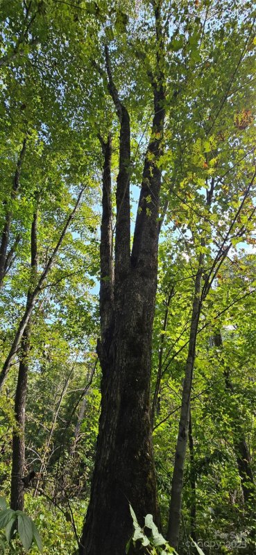 Soco Falls, Maggie Valley Community
