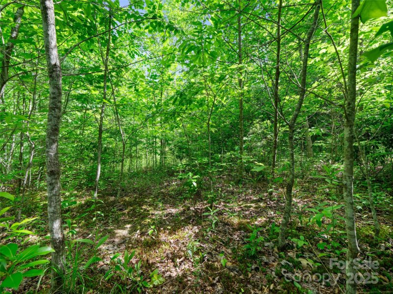 Property image 3 of 99999 Millbrae Loop in Carriage Park, Hendersonville, NC 28791