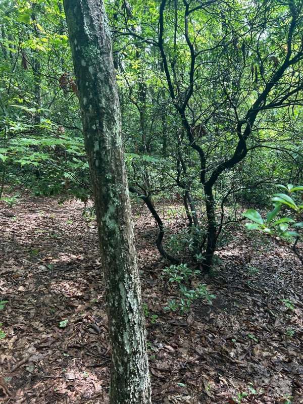 Property image 5 of Lot 21 Pine Ridge Road in Hickory Acres, Hendersonville, NC 28792