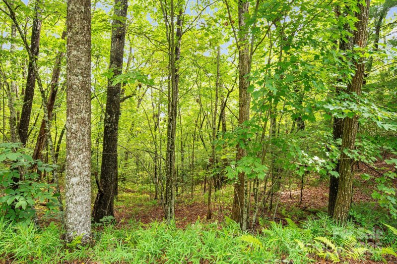 Property image 2 of 9999 Lobdell Road in Lobdell Woods, Pisgah Forest, NC 28768