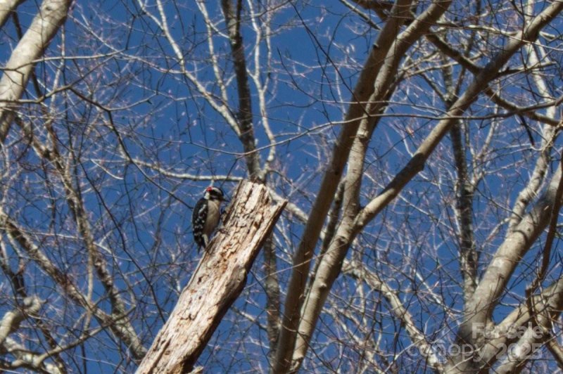 Property image 5 of 0 Cinnamon Ridge in Clearwater Creek, Rutherfordton, NC 28139