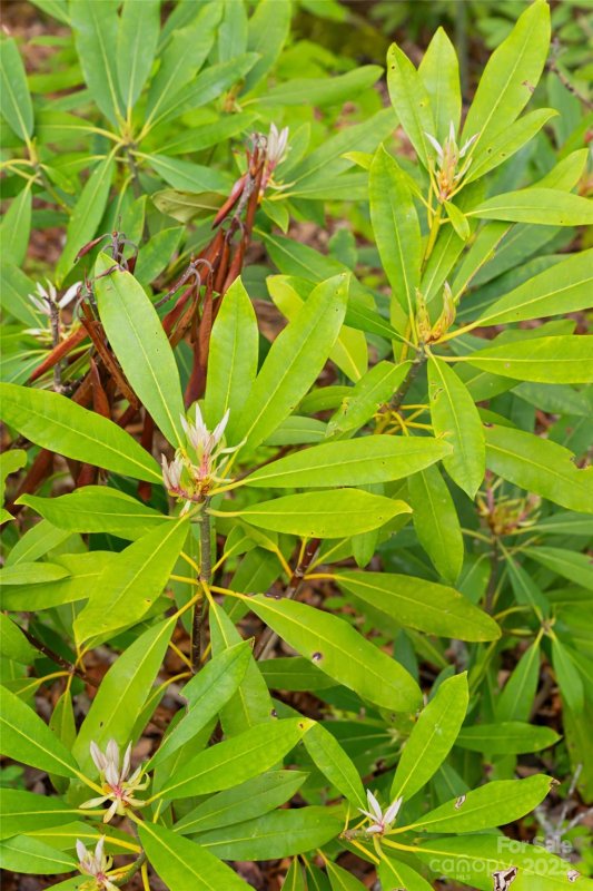 Property image 5 of 1111 Elm Tree Lane in High Hickory, Swannanoa, NC 28778