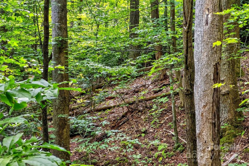 Property image 2 of 100 Comet Falls Trail in Catawba Falls Preserve, Black Mountain, NC 28711