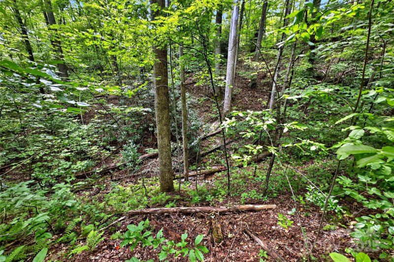 Property image 3 of 100 Comet Falls Trail in Catawba Falls Preserve, Black Mountain, NC 28711