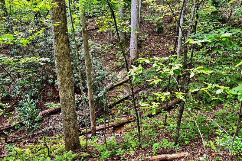 Property image 4 of 100 Comet Falls Trail in Catawba Falls Preserve, Black Mountain, NC 28711