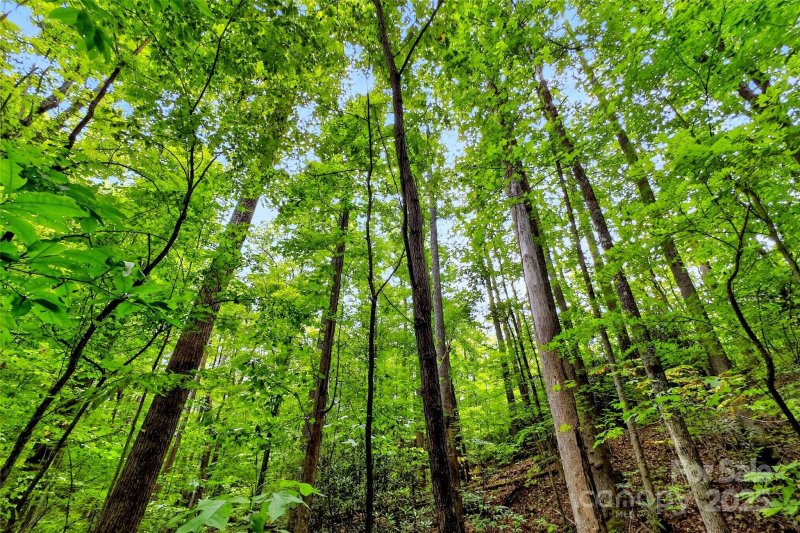 Property image 5 of 100 Comet Falls Trail in Catawba Falls Preserve, Black Mountain, NC 28711