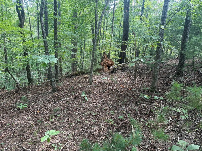 Property image 2 at Tbd Forest Country Drive, Marion, NC 28752