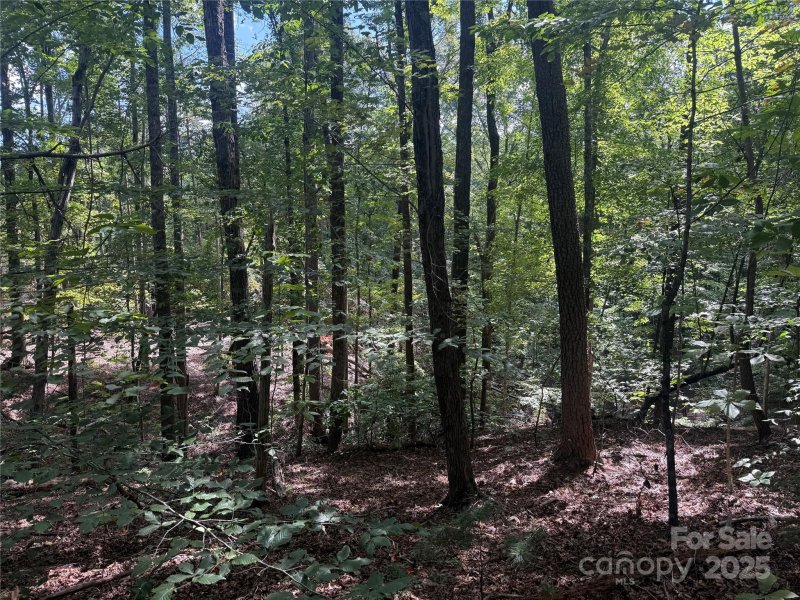 Property image 5 at Tbd Forest Country Drive, Marion, NC 28752