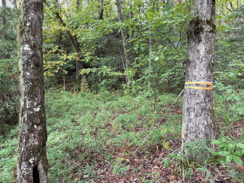 Property image 5 of Tdb Fern Cove Lane in Lobdell Woods, Pisgah Forest, NC 28768