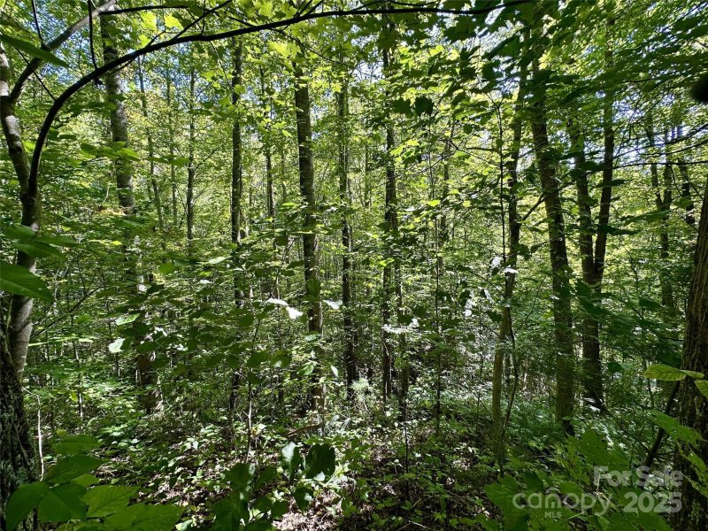 Property image 5 of 00 Loblolly Way in Scarlet Oaks, Maggie Valley, NC 28751