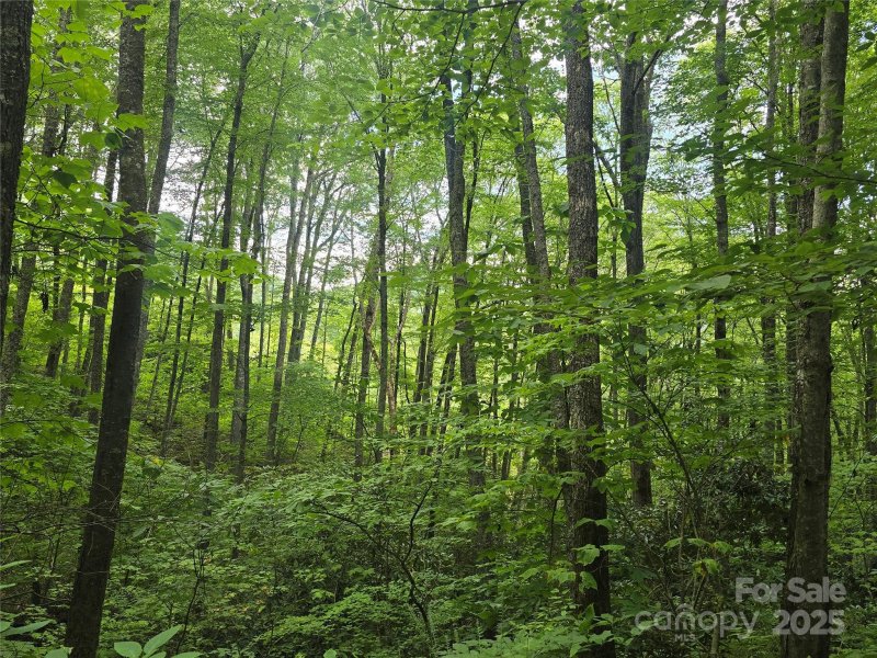 Property image 2 of Lt 7 Buck Knob None in Sherwoode Forest, Cullowhee, NC 28723