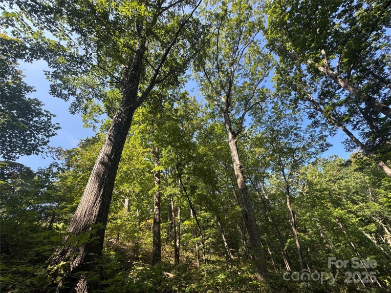 Property image 5 of 396 White Oak Mountain Road in White Oak Mountain, Columbus, NC 28722