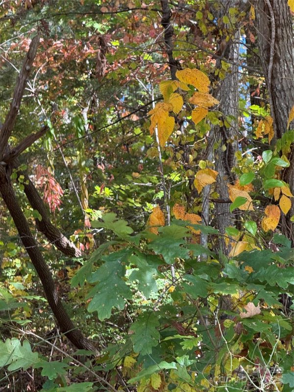 Property image 5 of 202 Lyndhurst Drive in Greater Druid Hills, Hendersonville, NC 28791