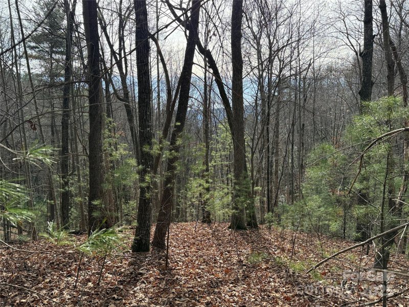 Tbd Buck Mountain Road