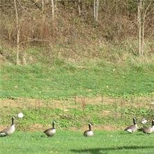 Property image 4 at R14 Quarter Horse Lane, Waynesville, NC 28785