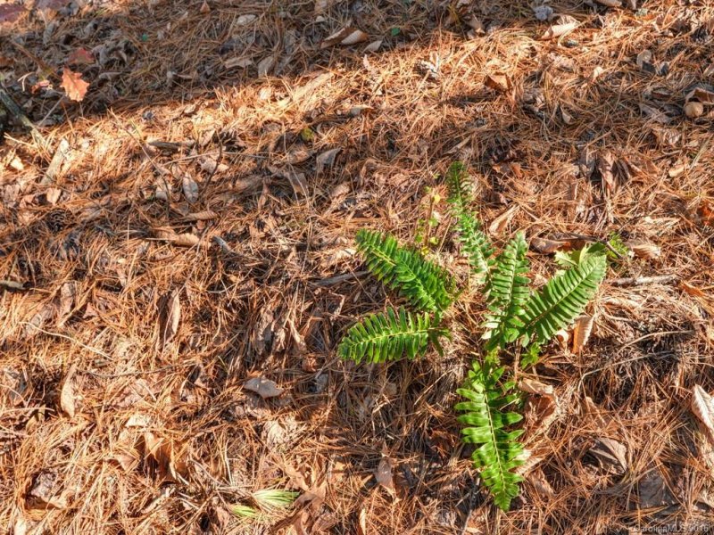 Property image 4 at Lot 4 Cane Creek Road, Fletcher, NC 28732