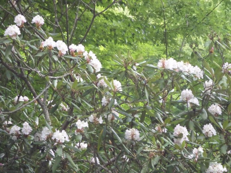 115 Tenderfoot Trail