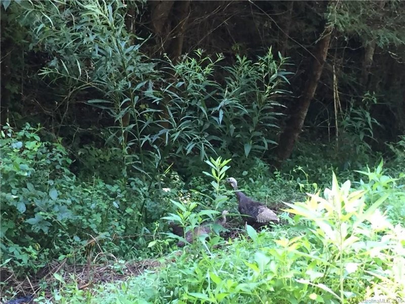 Property image 2 at Tbd 2 58 Acres Wild Iris Lane, Marshall, NC 28753