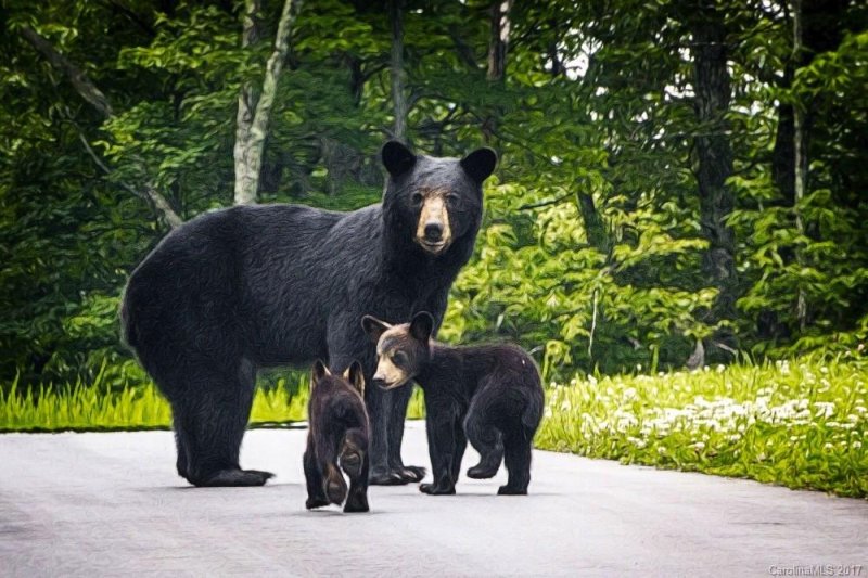 Property image 4 at 318 Rolling Ridge Trail, Lake Lure, NC 28746