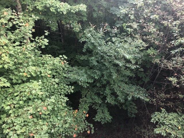 Property image 4 at 131 Grouse Ridge Road, Beech Mountain, NC 28604