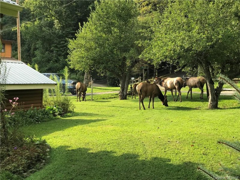 Property image 4 at 217 Laurel Branch Road, Maggie Valley, NC 28751