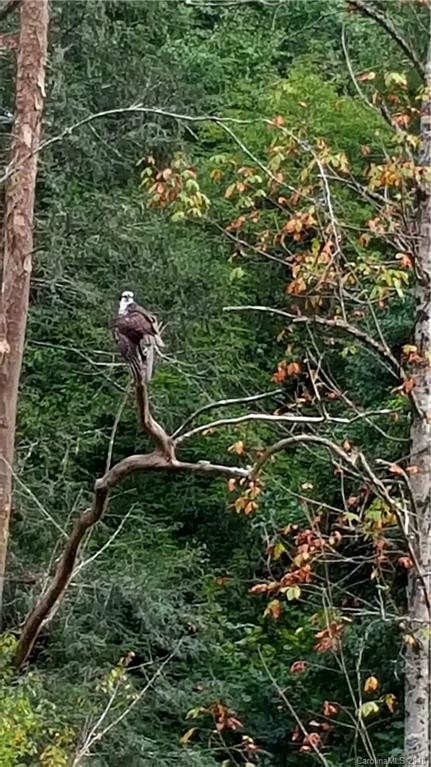 Property image 4 at 241 Serendipity Lane, Waynesville, NC 28785